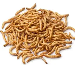 Gusanos De Harina 200 Gr Bebedero