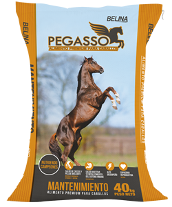 Pegasso Mantenimiento